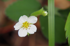 Fragaria virginiana
