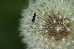 Taraxacum officinale