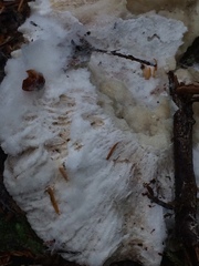 Hypomyces luteovirens