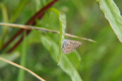 Glaucopsyche lygdamus