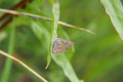 Glaucopsyche lygdamus