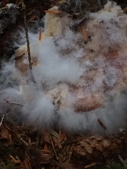 Hypomyces luteovirens