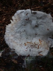 Hypomyces luteovirens