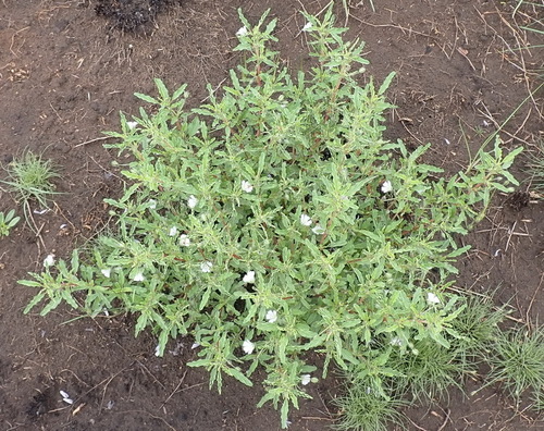 Monsonia brevirostrata