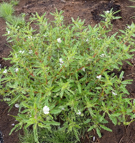 Monsonia brevirostrata