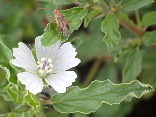Monsonia brevirostrata