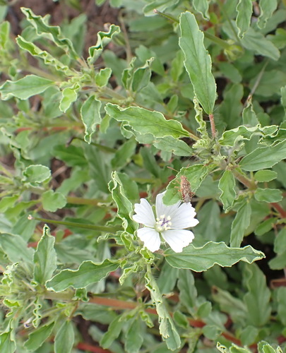 Monsonia brevirostrata