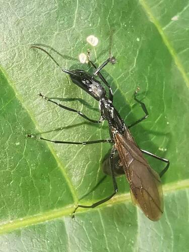 席勒氏多刺蚁Polyrhachis schellerichae