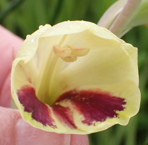 Image of Gladiolus papilio by (c) Nicola van Berkel, some rights reserved (CC BY-SA)