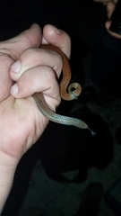 Middle American Burrowing Snake photo 3