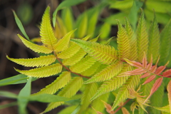 Sorbaria sorbifolia