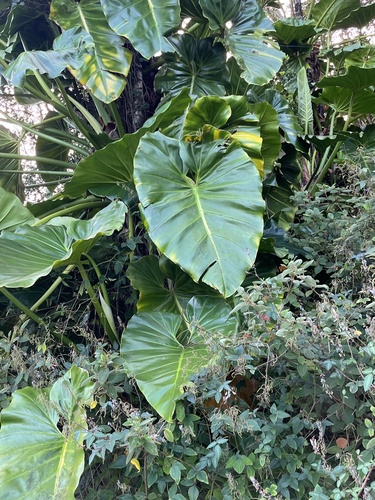 Philodendron giganteum observed 2025-01-06