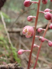 Pyrola aphylla