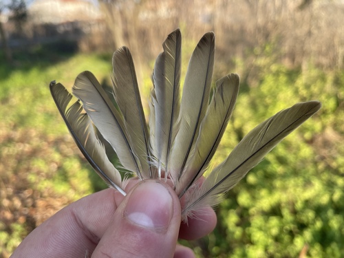 Plume de Moineau friquet