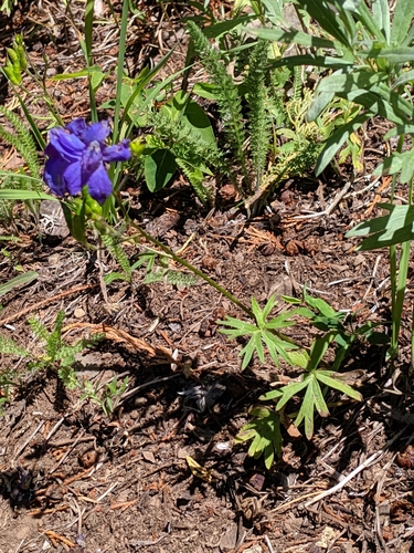 Image of Delphinium glareosum by (c) John A Haskins, some rights reserved (CC BY)