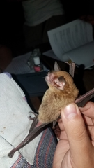 Pteronotus mesoamericanus