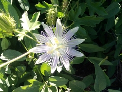 Passiflora arizonica