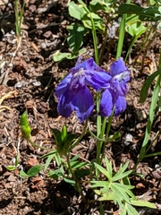 Delphinium glareosum