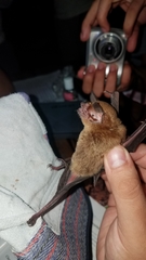 Pteronotus mesoamericanus