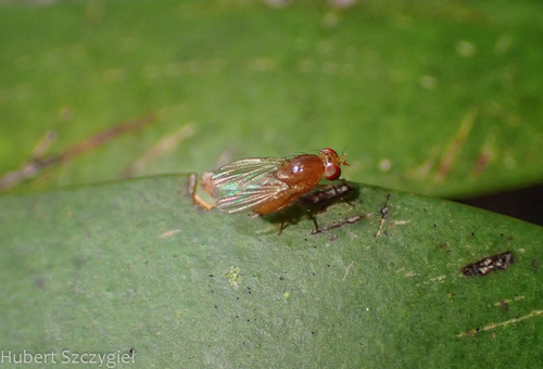 Homoneura unguiculata observed 2025-01-05