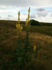 Verbascum phlomoides