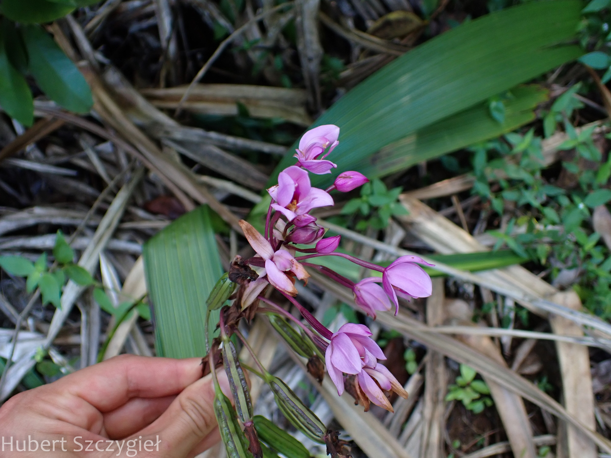 Imagem de Orquídea grapete