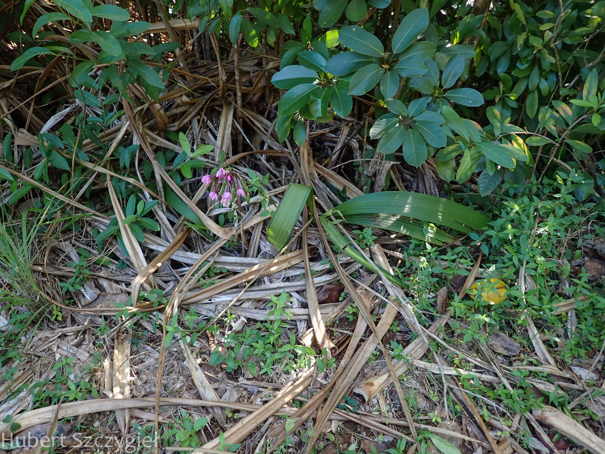 Imagem de Orquídea grapete