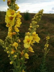 Verbascum phlomoides
