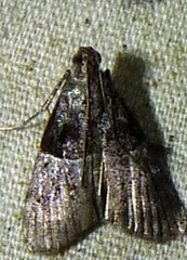Pococera scortealis