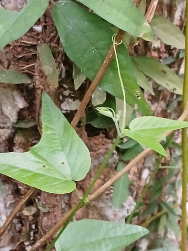 Foto de Maracujá-do-mato