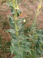 Verbascum phlomoides