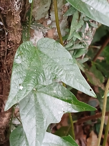 Maracujá-do-mato