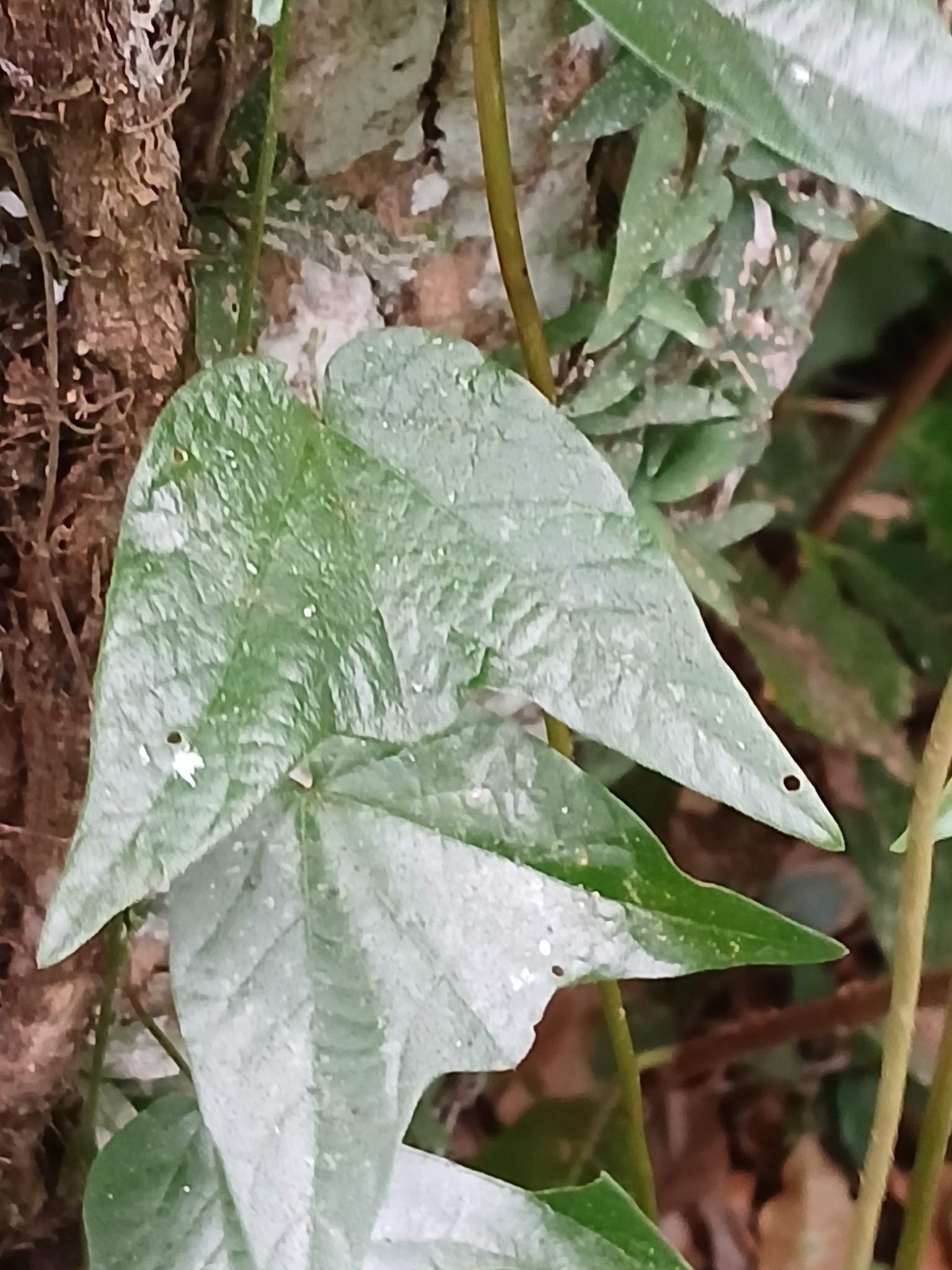 Imagem de Maracujá-do-mato