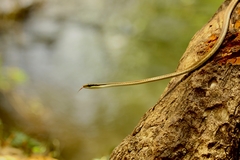 Dendrelaphis girii