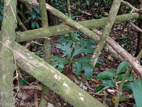 Artocarpus altilis observed 2025-01-05