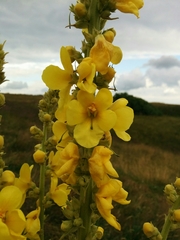 Verbascum phlomoides