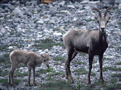 Ovis dalli stonei