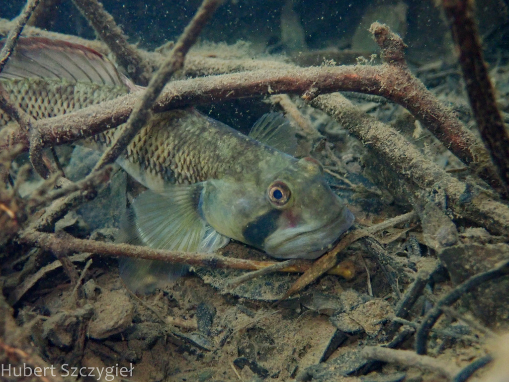Hawaiian goby (Stenogobius hawaiiensis) — Gobiidae