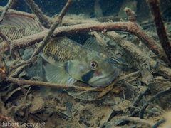 Naniha Goby photo 2