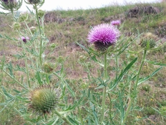 Cirsium