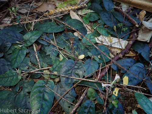 Strobilanthes reptans observed 2025-01-05