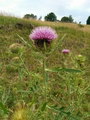 Cirsium