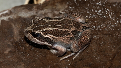 Limnodynastes dumerilii insularis