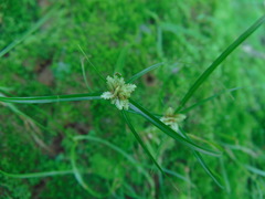 Cyperus seslerioides