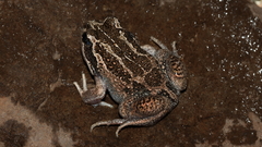 Limnodynastes dumerilii insularis