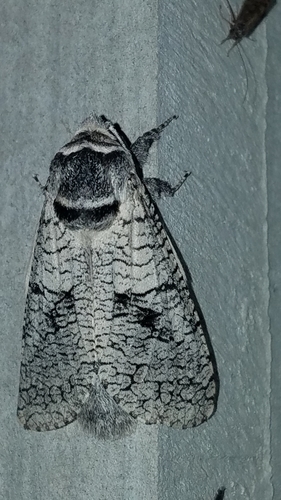 Aspen Carpenterworm photo 4