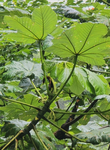 Foto de Embaúba