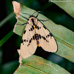 Amsactoides guangxica