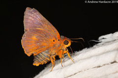 Bibasis oedipodea belesis