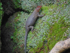 Sceloporus pyrocephalus